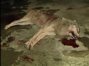 სოფელ დარჩელში მგელი მოკლეს. 