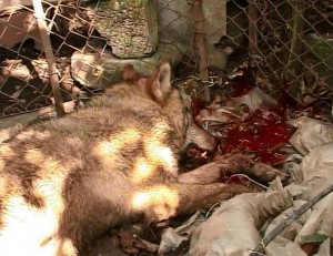 ზუგდიდში მგელი მოკლეს