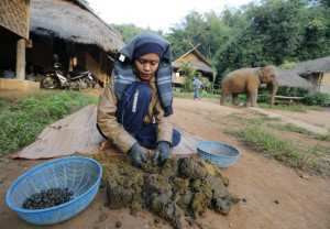 epa03499613 A Thai mahout picks coffee beans out of elephant dung as part of the process to make Black Ivory Coffee, a coffee brewed from beans that have been through an elephant's intestinal system, at an elephant camp in Chiang Rai province, northern of Thailand, 07 December 2012. The coffee is made with Thai Arabica coffee beans that are eaten by elephants and after that processed into coffee. The coffee is about to be launched on international markets. The project employs elephant mahouts and their wives in northern Thailand who hand pick the coffee beans out of the elephant dung for sun drying and processing. Research suggests the digestive treatment breaks down the coffee protein reducing its bitterness. About 10,000 beans are picked to produce about one kg of roasted coffee. It costs about 10 us dollars per cup, or about 1100 US dollar per kg, making it one of the most expensive coffees in the world. High-priced coffee produced in a similar way through civet cats is already on the market.  EPA/NARONG SANGNAK