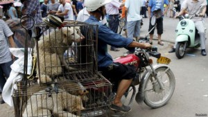 ჩინეთში ძაღლის ხორცის ფესტივალი მიმდინარეობს
