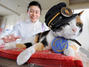 იაპონიაში დაასაფლავეს კატა, რომელიც სადგურის უფროსად მუშაობდა
