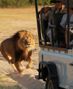 ზიმბაბვეში ტურისტებში ყველაზე ცნობილი ლომი მოკლეს