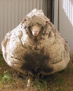 ავსტრალიის ჩემპიონი დათანხმდა ცხვრის გაკრეჭვას