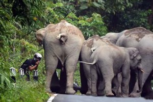 ტაილანდში სპილოები ჯუნგლებში მოტოციკლისტს, რომელიც ხმაურობდა თავს დაეხსნენ
