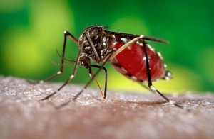კოლუმბია: ზიკას ვირუსით ნახევარი მილიონი დაავადდება